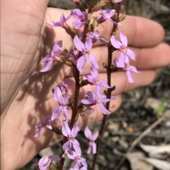 Stylidium graminifolium (Grass Triggerplant) at Aranda, ACT - 5 Oct 2021 by MattFox