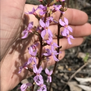 Stylidium graminifolium at Aranda, ACT - 5 Oct 2021 02:46 PM