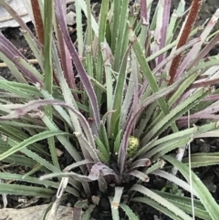 Stylidium graminifolium at Aranda, ACT - 5 Oct 2021