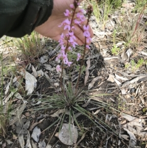 Stylidium graminifolium at Aranda, ACT - 5 Oct 2021