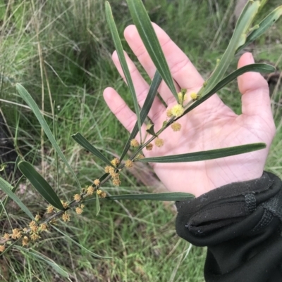 Acacia stricta (Straight Wattle) at Aranda Bushland - 5 Oct 2021 by MattFox
