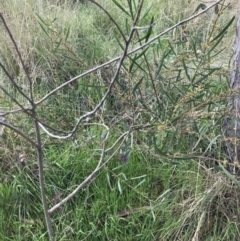 Acacia stricta at Aranda, ACT - 5 Oct 2021