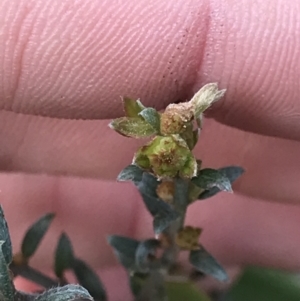 Mirbelia oxylobioides at Aranda, ACT - 5 Oct 2021