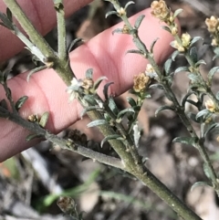 Mirbelia oxylobioides at Aranda, ACT - 5 Oct 2021 03:16 PM