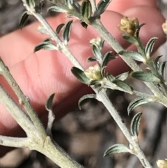 Mirbelia oxylobioides at Aranda, ACT - 5 Oct 2021