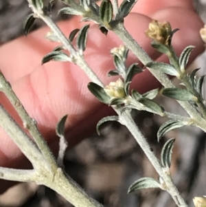 Mirbelia oxylobioides at Aranda, ACT - 5 Oct 2021