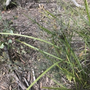 Mirbelia oxylobioides at Aranda, ACT - 5 Oct 2021 03:16 PM