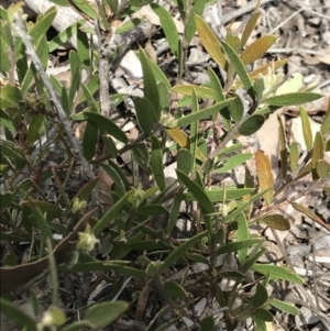 Acacia lanigera var. lanigera at Aranda, ACT - 5 Oct 2021