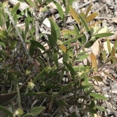 Acacia lanigera var. lanigera (Woolly Wattle, Hairy Wattle) at Aranda Bushland - 5 Oct 2021 by MattFox