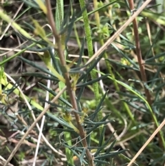 Gompholobium huegelii at Aranda, ACT - 5 Oct 2021