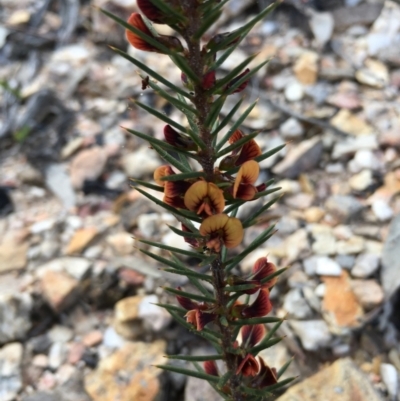 Daviesia acicularis (Sandplain Bitterpea) at Lower Boro, NSW - 5 Oct 2021 by mcleana