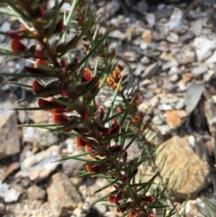 Daviesia acicularis at suppressed - 5 Oct 2021