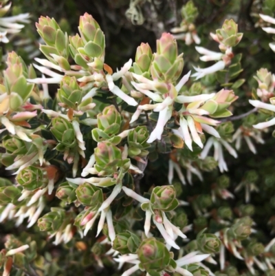 Brachyloma daphnoides (Daphne Heath) at Boro, NSW - 4 Oct 2021 by mcleana