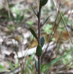 Brachyloma daphnoides at Boro, NSW - 5 Oct 2021