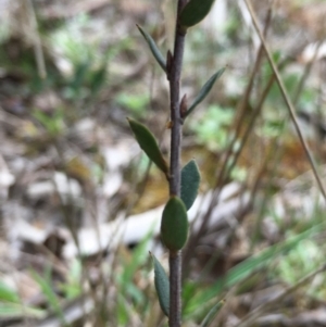 Brachyloma daphnoides at Boro, NSW - 5 Oct 2021 10:28 AM