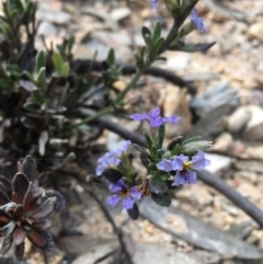 Dampiera sp. at Lower Boro, NSW - 5 Oct 2021 by mcleana