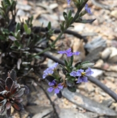 Dampiera sp. at Lower Boro, NSW - 4 Oct 2021 by mcleana