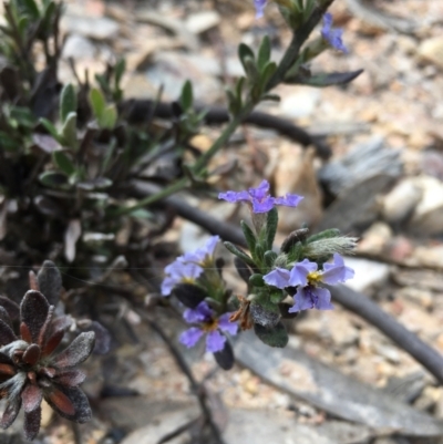 Dampiera sp. at Lower Boro, NSW - 5 Oct 2021 by mcleana