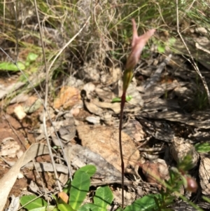 Caladenia fuscata at Boro, NSW - 5 Oct 2021