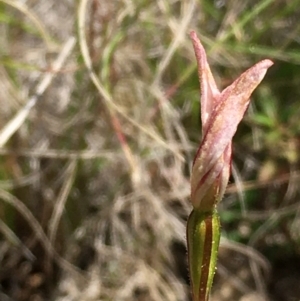 Caladenia fuscata at Boro, NSW - 5 Oct 2021