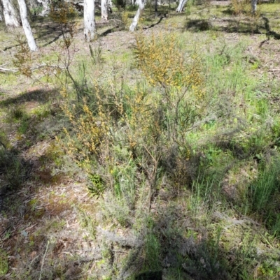Acacia dawsonii (Dawson's Wattle) at Mount Ainslie - 6 Oct 2021 by MichaelDoherty