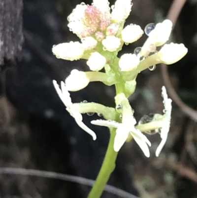 Stackhousia monogyna (Creamy Candles) at Tennent, ACT - 3 Oct 2021 by Tapirlord