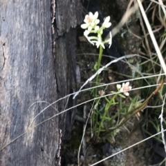 Stackhousia monogyna at Tennent, ACT - 3 Oct 2021 09:52 AM