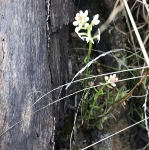 Stackhousia monogyna at Tennent, ACT - 3 Oct 2021