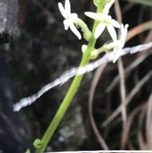 Stackhousia monogyna at Tennent, ACT - 3 Oct 2021