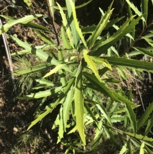 Lomatia myricoides at Tennent, ACT - 3 Oct 2021