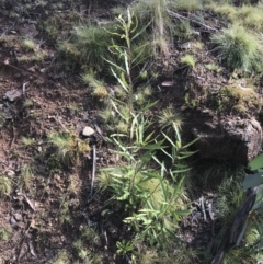 Lomatia myricoides at Tennent, ACT - 3 Oct 2021