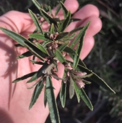 Olearia erubescens (Silky Daisybush) at Tennent, ACT - 3 Oct 2021 by Tapirlord