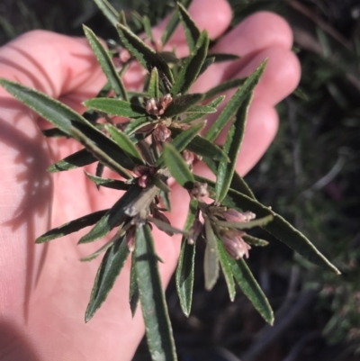 Olearia erubescens (Silky Daisybush) at Tennent, ACT - 2 Oct 2021 by Tapirlord