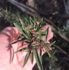 Olearia erubescens at Tennent, ACT - 3 Oct 2021