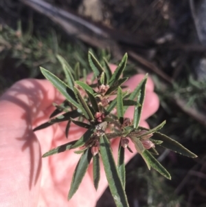 Olearia erubescens at Tennent, ACT - 3 Oct 2021