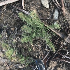 Olearia erubescens at Tennent, ACT - 3 Oct 2021