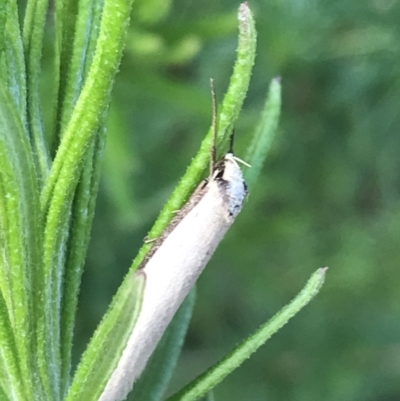 Philobota mathematica group undescribed species. (A concealer moth) at Namadgi National Park - 2 Oct 2021 by Tapirlord