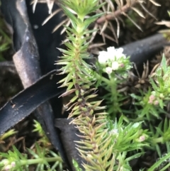 Asperula scoparia (Prickly Woodruff) at Tennent, ACT - 2 Oct 2021 by Tapirlord