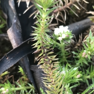 Asperula scoparia at Tennent, ACT - 3 Oct 2021 09:48 AM