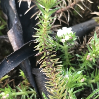 Asperula scoparia (Prickly Woodruff) at Tennent, ACT - 3 Oct 2021 by Tapirlord