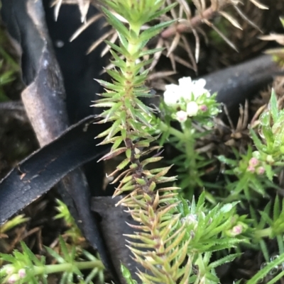 Asperula scoparia (Prickly Woodruff) at Tennent, ACT - 2 Oct 2021 by Tapirlord