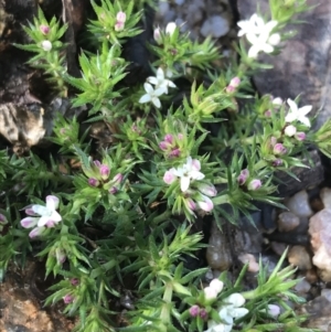 Asperula scoparia at Tennent, ACT - 3 Oct 2021 09:48 AM