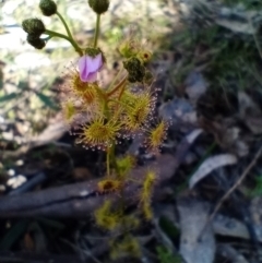 Drosera gunniana (Pale Sundew) at Corang, NSW - 6 Oct 2021 by LeonieWood