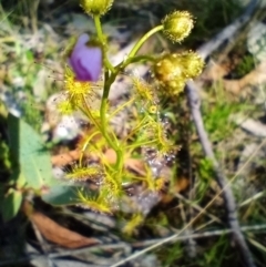 Drosera gunniana (Pale Sundew) at Corang, NSW - 6 Oct 2021 by LeonieWood