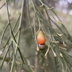 Exocarpos cupressiformis (Cherry Ballart) at Point 5439 - 5 Oct 2021 by JimL