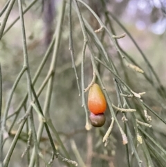 Exocarpos cupressiformis at Molonglo Valley, ACT - 5 Oct 2021