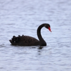 Cygnus atratus (Black Swan) at Belconnen, ACT - 28 Mar 2021 by JimL