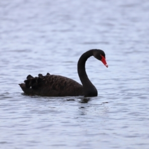 Cygnus atratus at Belconnen, ACT - 28 Mar 2021