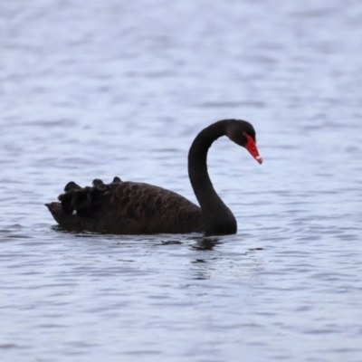 Cygnus atratus (Black Swan) at Belconnen, ACT - 28 Mar 2021 by JimL