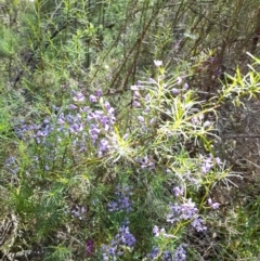 Comesperma volubile (Love Creeper) at Mount Majura - 6 Oct 2021 by MichaelDoherty